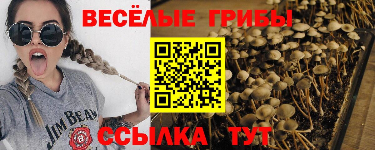Галлюциногенные грибы Magic Shrooms  Вход с VPN  наркотики  Балтийск 