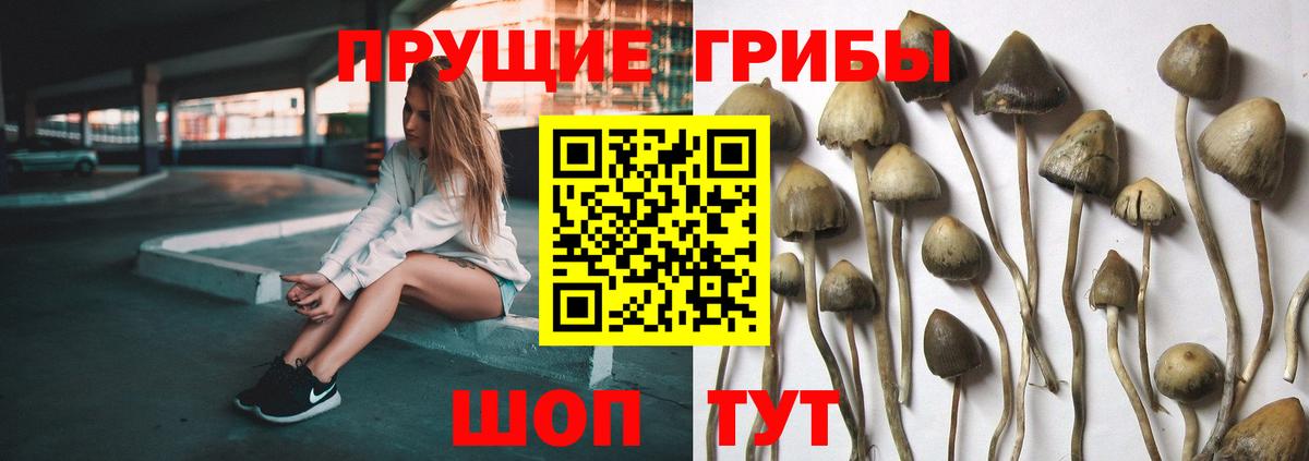 Псилоцибиновые грибы прущие грибы Балтийск